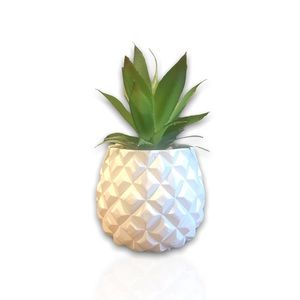 •Home Plant•